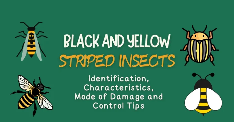 Black And Yellow striped insects