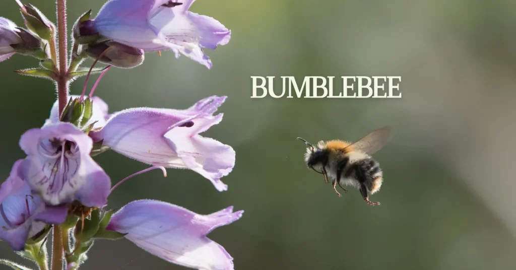 Black And Yellow striped insects bumblebee