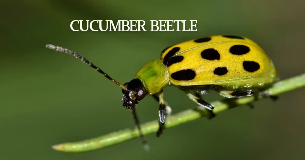 Black And Yellow striped insects cucumber beetle