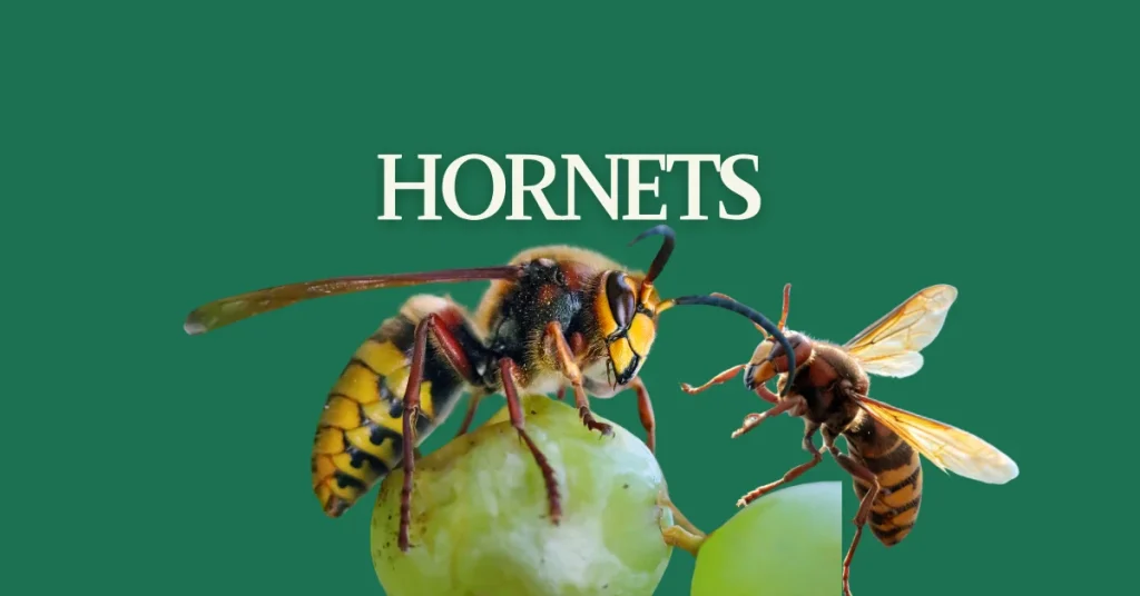 Black And Yellow striped insects hornet