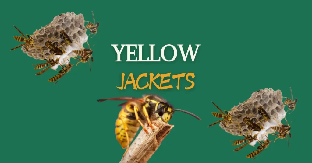 Black And Yellow striped insects yellow jackets