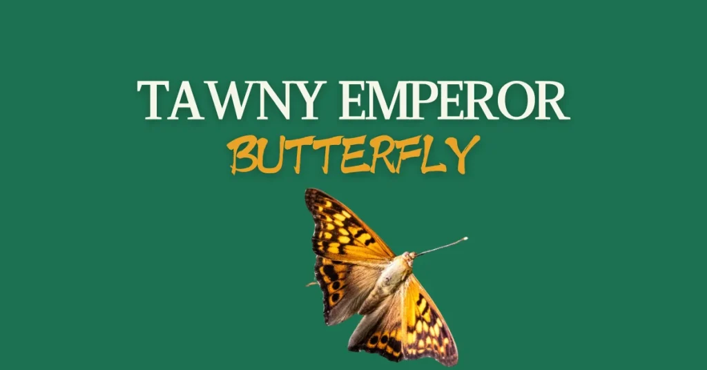 tawny emperor Butterfly