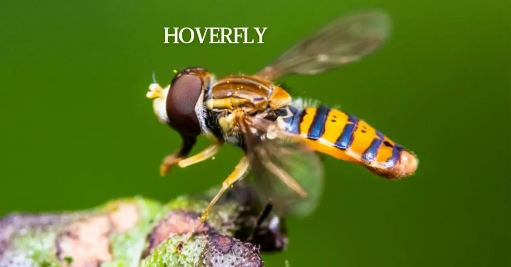 Hoverfly