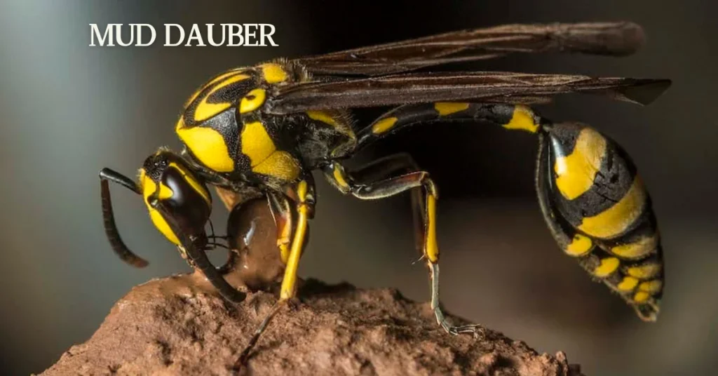 Mud Dauber