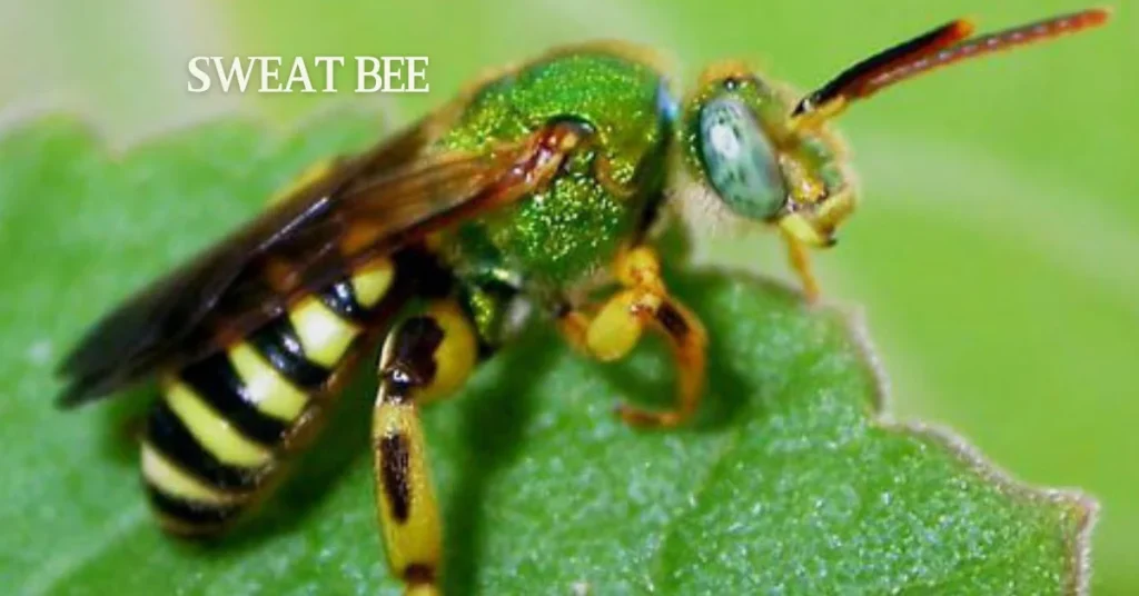 Sweat Bee