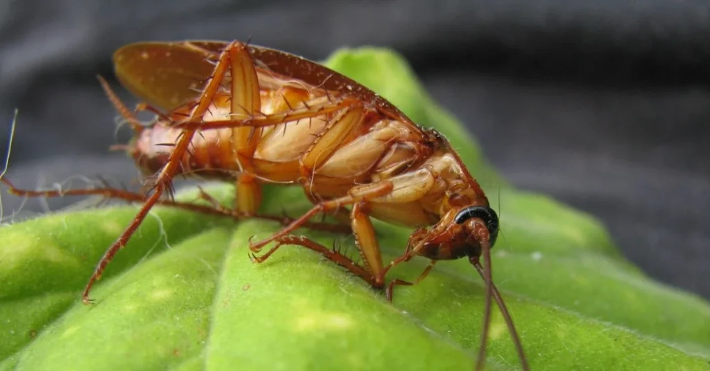 american cockroach