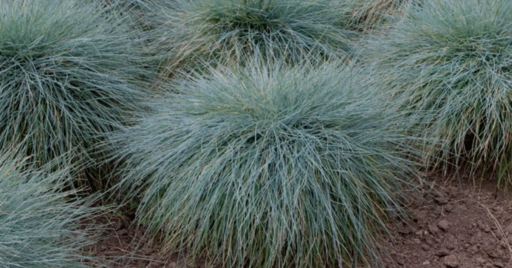 blue fescue grass tall garss florida