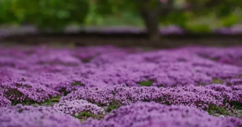 creeping thyme