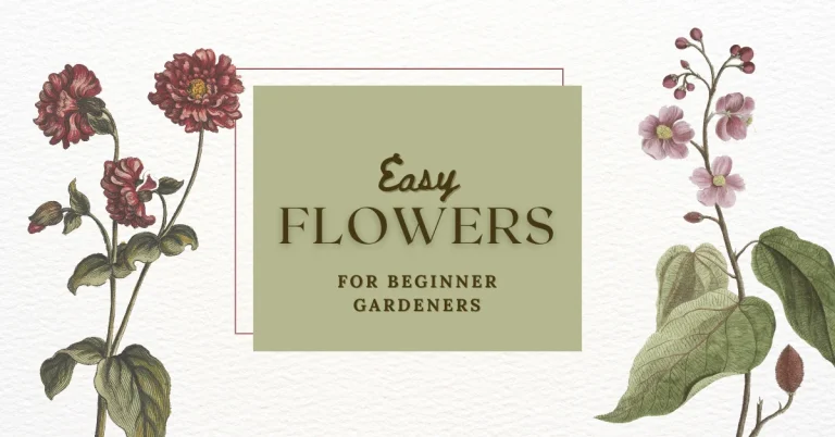 easy flowers for beginner gardeners featured image