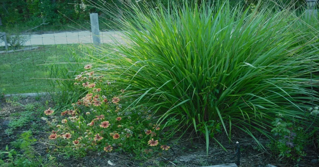 fakahatchee grass