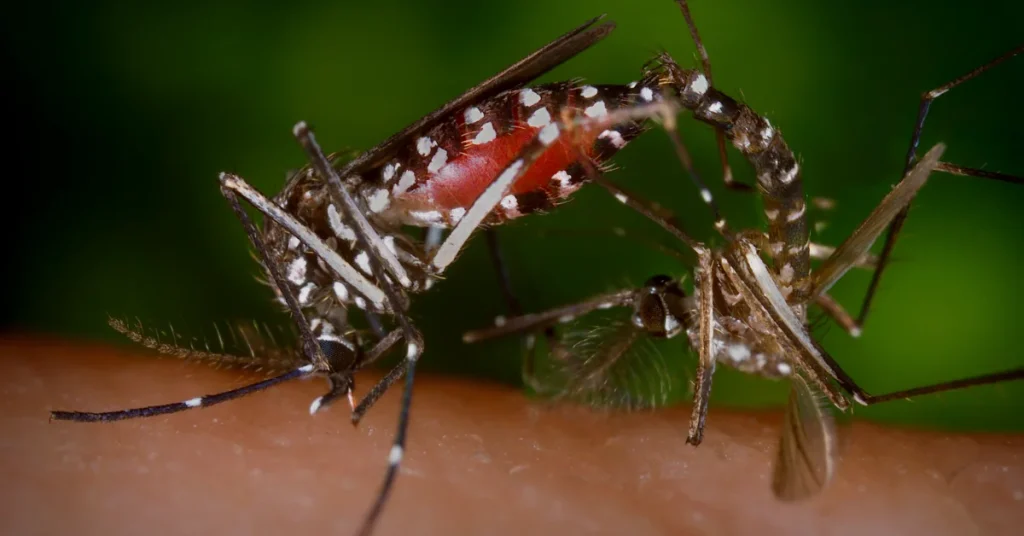 florida pests mosquitoes