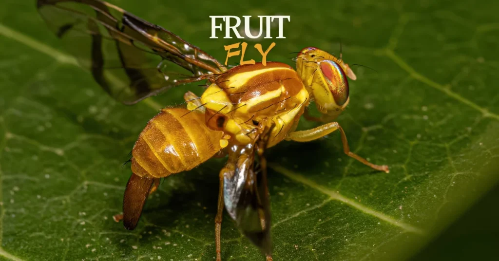 fruit fly
