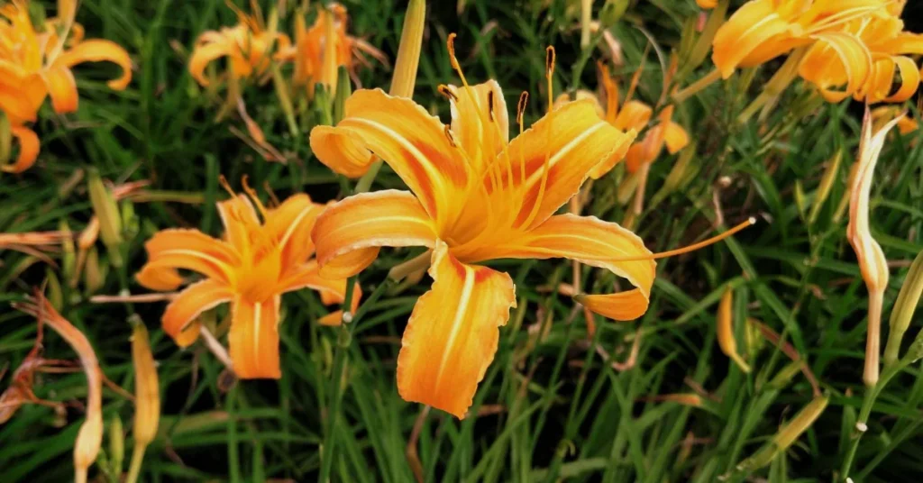 gardening for seniors daylillies