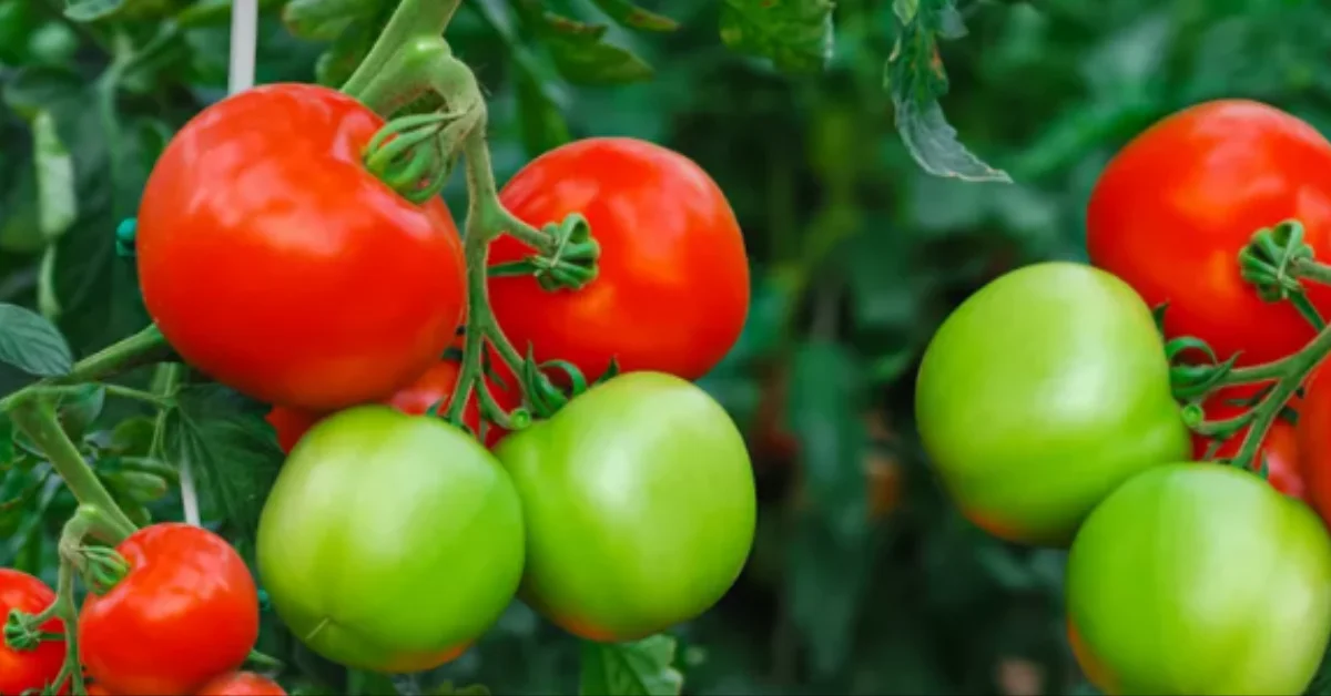 gardening tips for tomatoes featured image