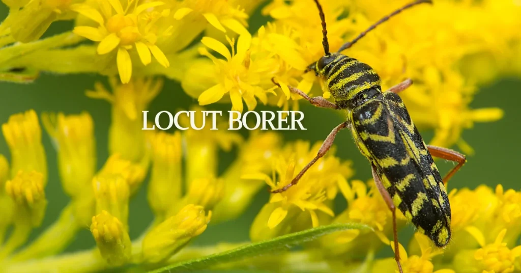 locust borer