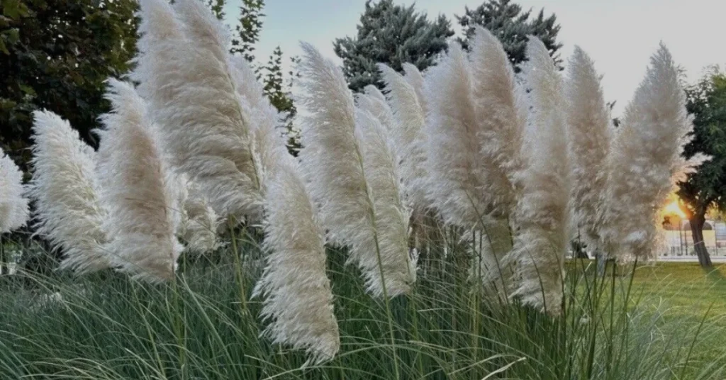 pampas grass