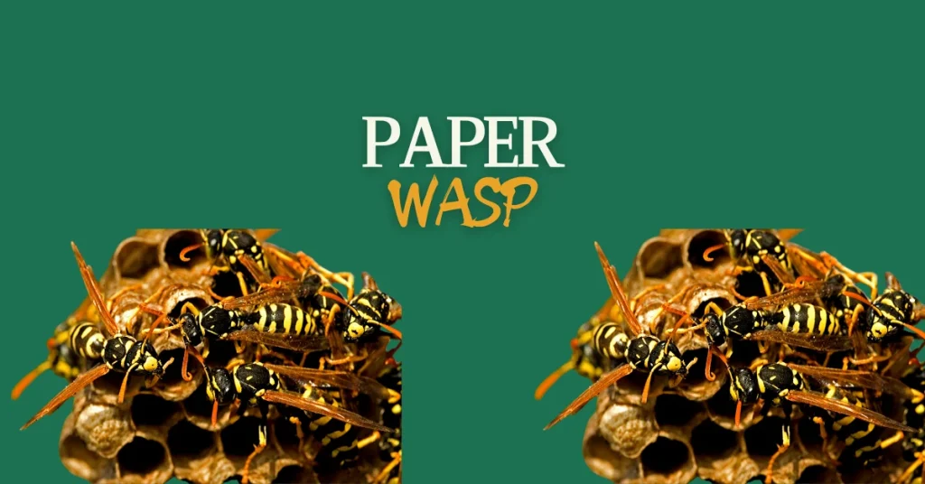 paper wasp