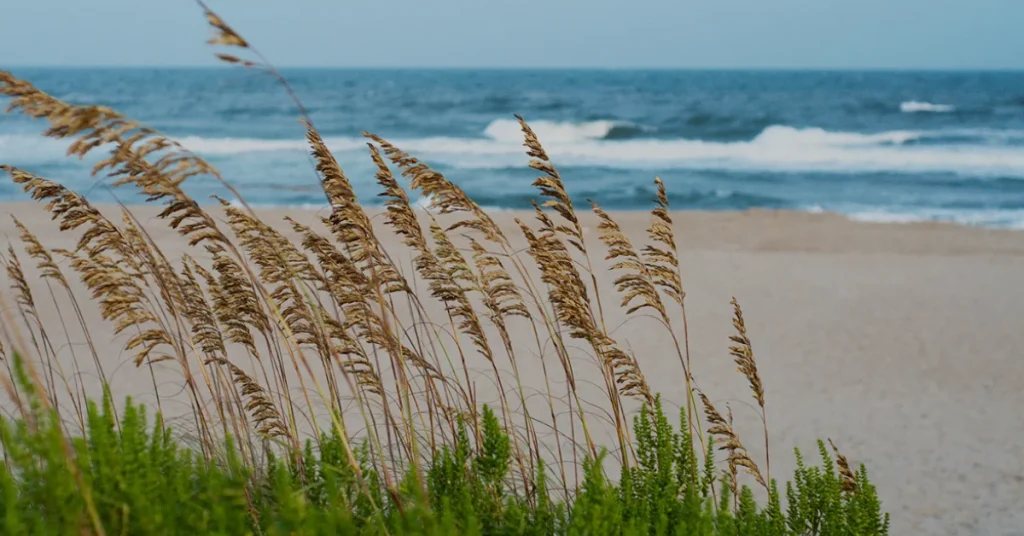 sea oats