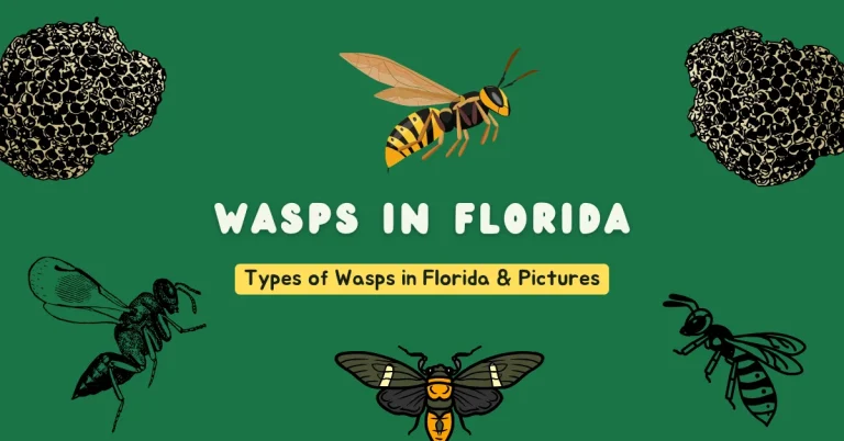 wasps in florida