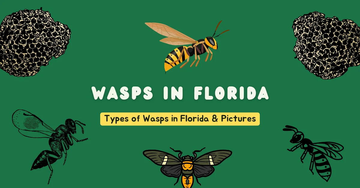wasps in florida