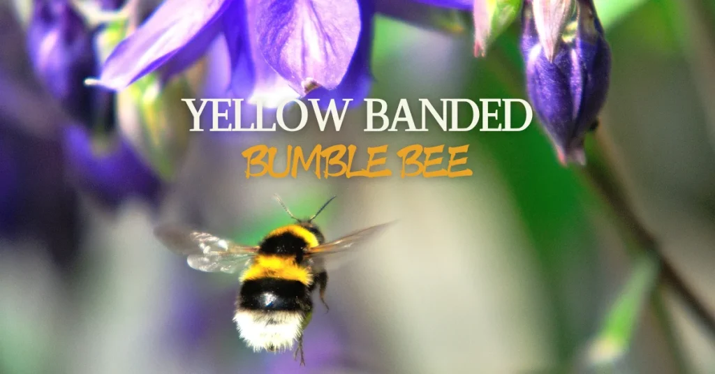 yellow banded bumblebee
