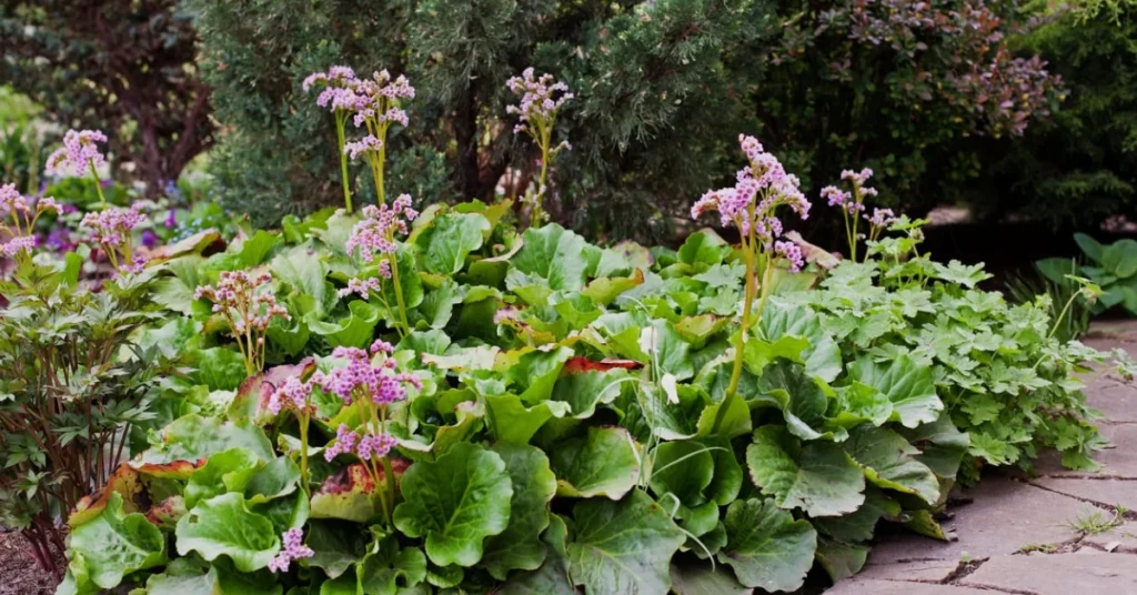 Bergenia