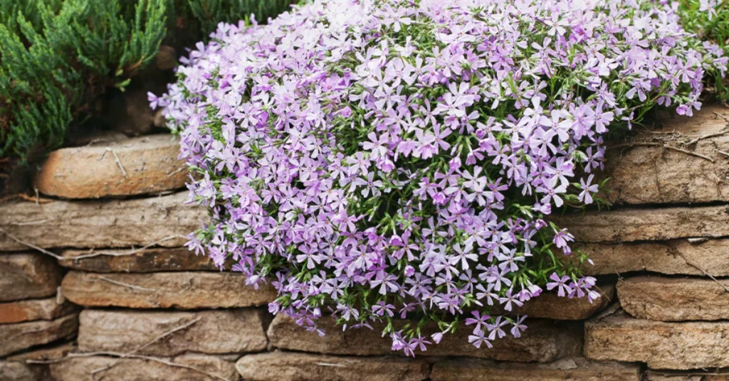 Creeping Phlox