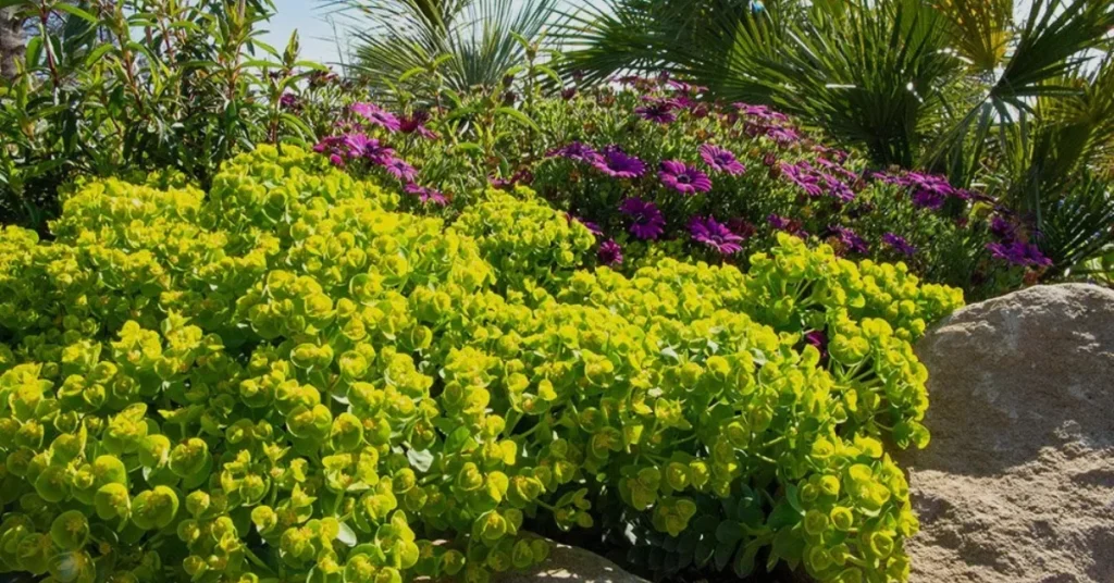 Euphorbia Myrsinites