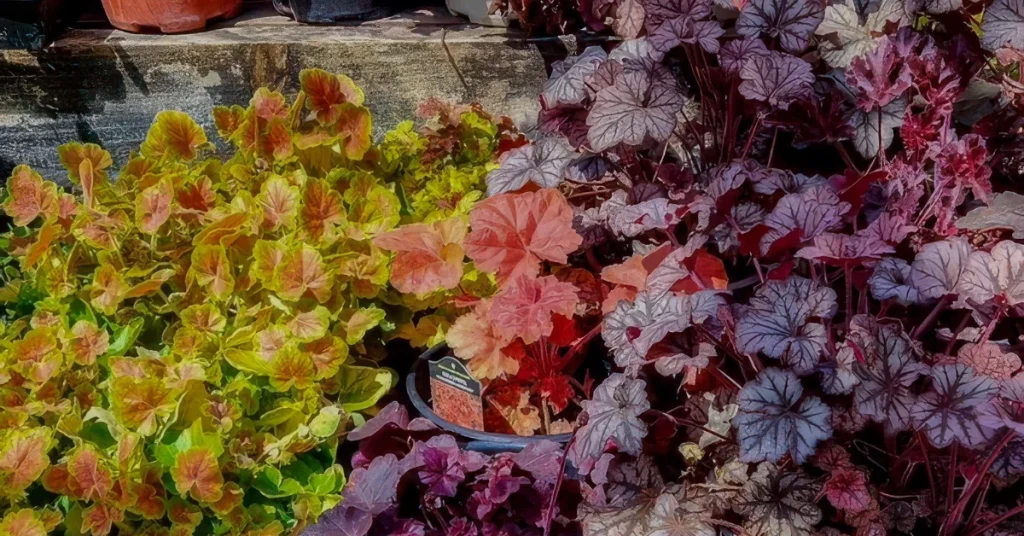 Heuchera