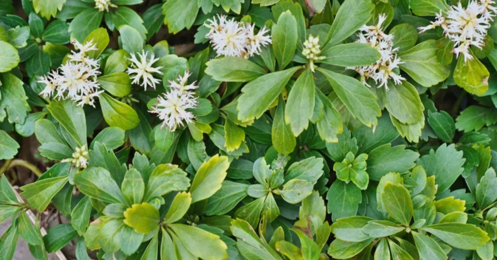 Pachysandra