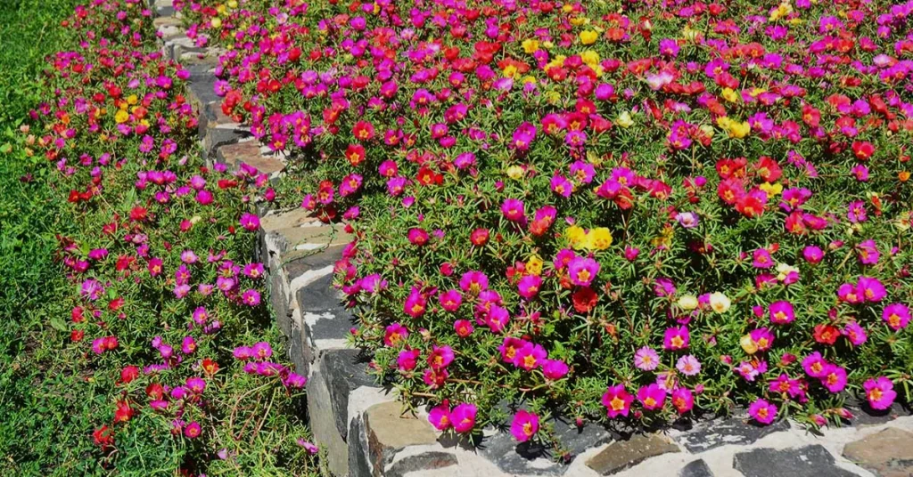 Portulaca Grandiflora