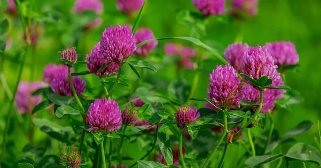 Red Clover