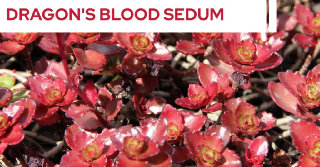 Sedum Dragon Blood