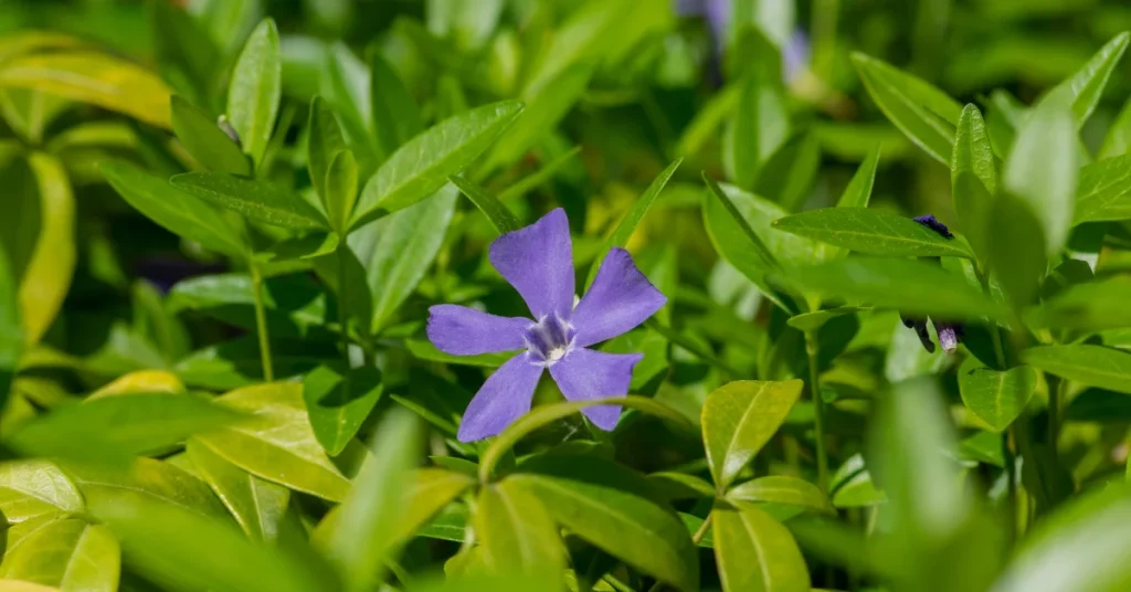Vinca Minor