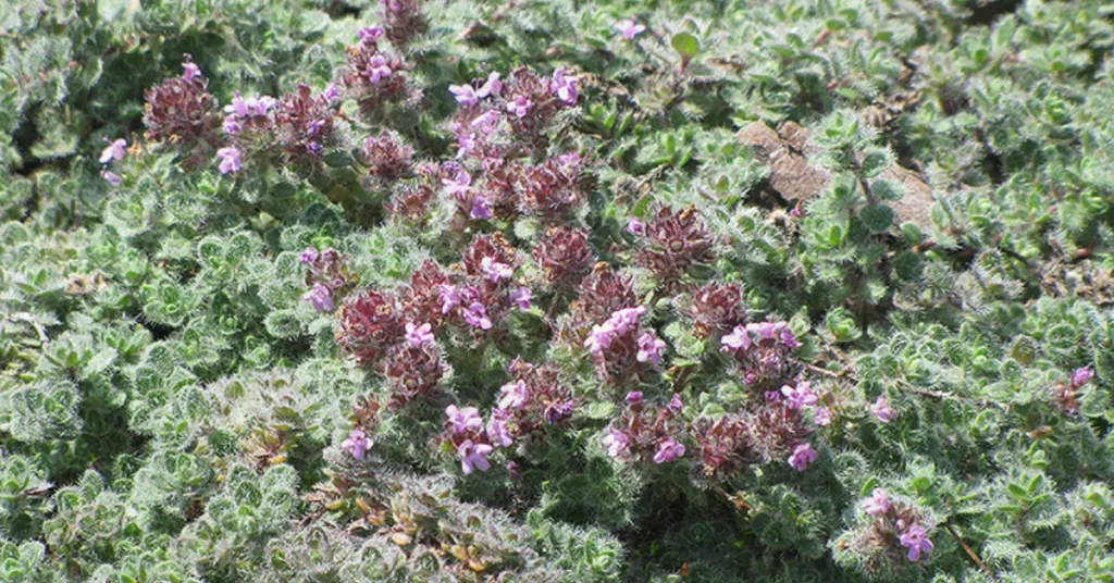 Woolly Thyme