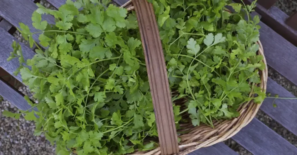 cilantro