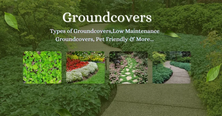 groundcovers