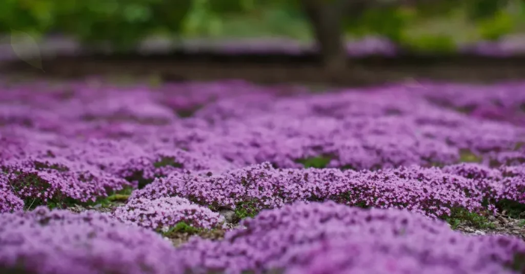 groundcovers creeping thyme
