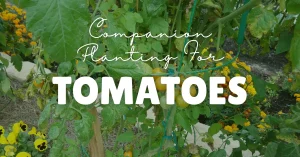 companion planting for tomatoes