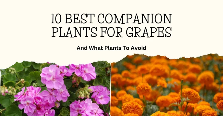 10 Best Companion Plants For Grapes and What Plants To Avoid