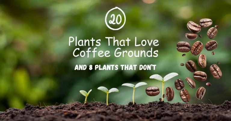 20 Plants That Love Coffee Grounds (And 8 That Don’t)