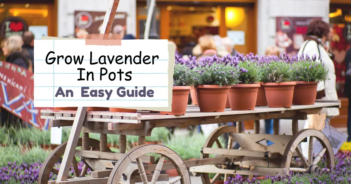 Grow Lavender in Pot