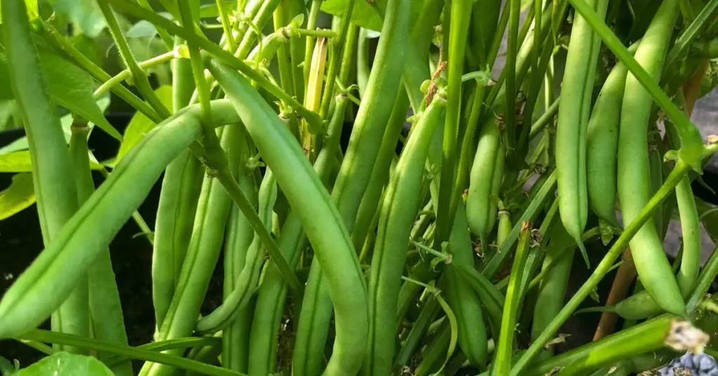 companion planting for tomatoes beans