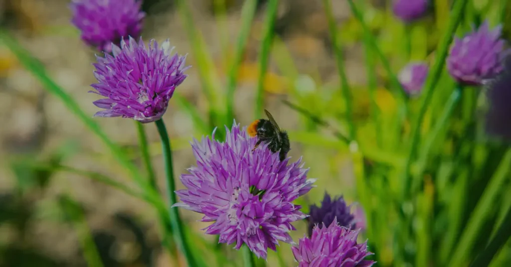 companion planting for tomatoes chives