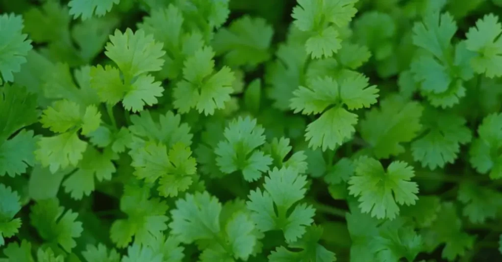 companion planting for tomatoes cilantro