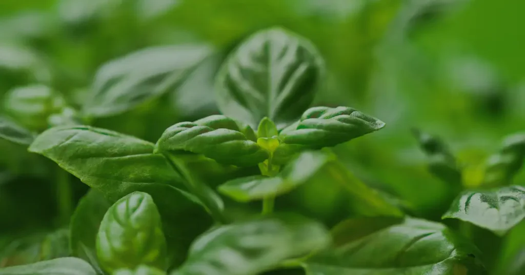 companion planting for tomatoes image