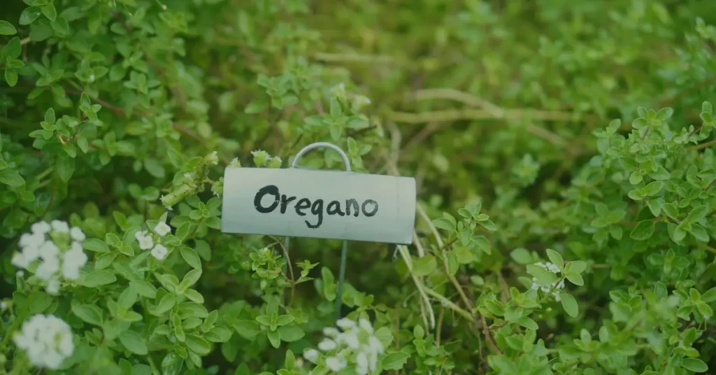 companion planting for tomatoes oregano