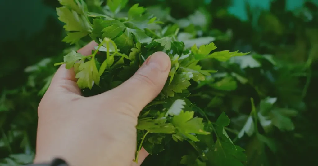 companion planting for tomatoes parsley