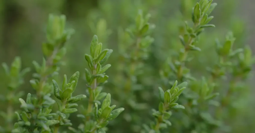 companion planting for tomatoes thyme