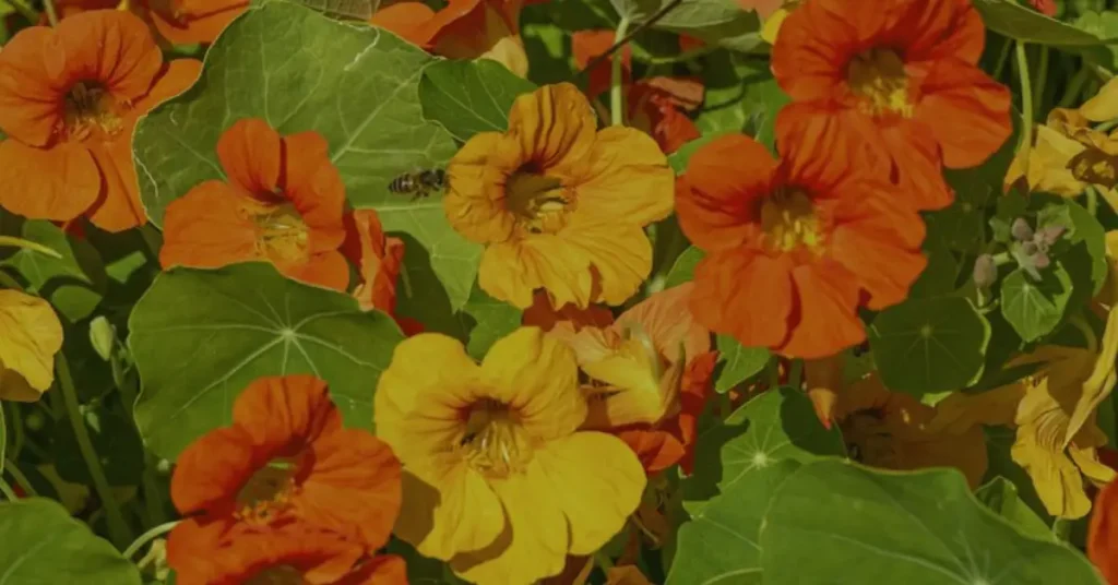 best companion plants for tomatoes